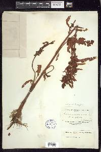 Rumex fueginus image