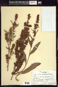 Rumex verticillatus image