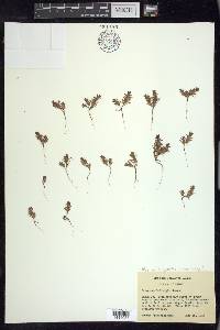 Polygonum polygaloides image