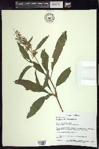 Rumex verticillatus image