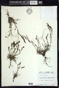 Rumex graminifolius image