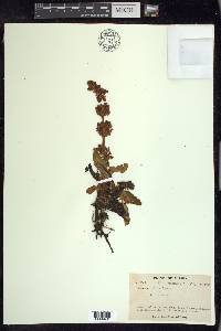 Rumex arcticus image