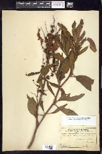 Rumex altissimus image