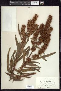 Rumex verticillatus image