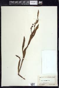 Rumex altissimus image