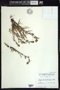 Rumex graminifolius image