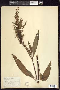 Rumex verticillatus image