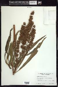 Rumex verticillatus image