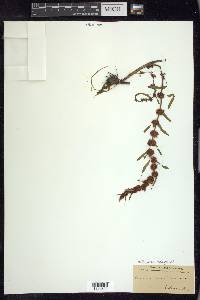 Rumex fueginus image