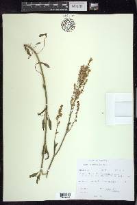 Rumex hastatulus image