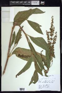 Rumex altissimus image