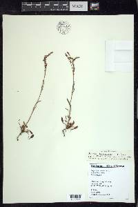 Rumex hastatulus image