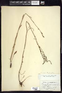 Rumex hastatulus image