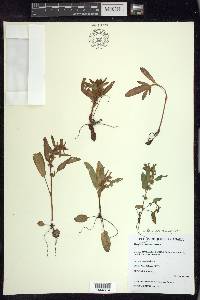 Rumex fueginus image