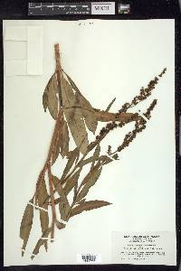 Rumex triangulivalvis image