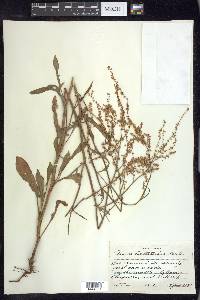 Rumex hastatulus image