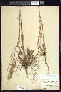 Rumex hastatulus image