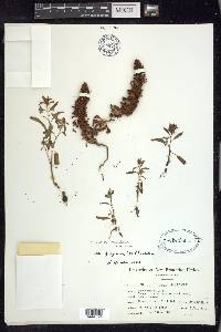 Rumex fueginus image