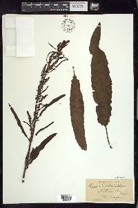 Rumex hydrolapathum image