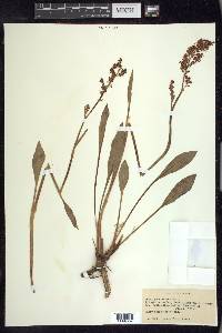 Rumex paucifolius image