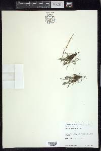 Rumex graminifolius image