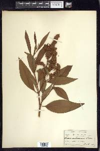 Rumex altissimus image