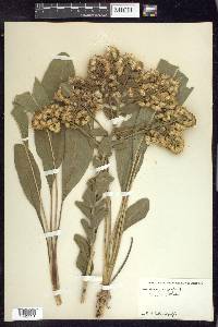 Solidago rigida image