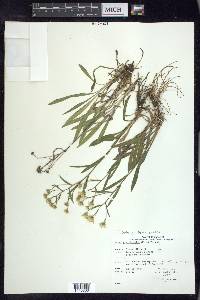 Solidago ptarmicoides image