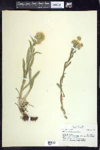 Solidago multiradiata image