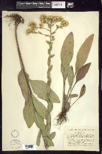 Solidago rigida image