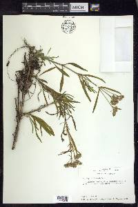 Solidago tortifolia image