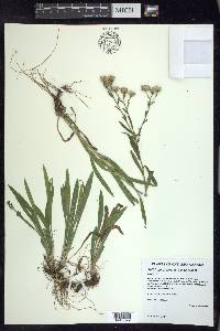 Solidago ptarmicoides image