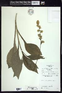 Solidago patula image