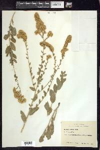 Solidago radula image