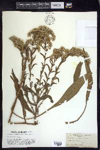 Solidago sempervirens image