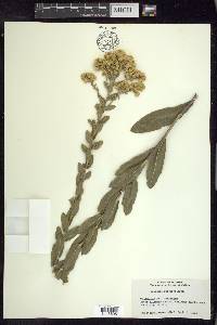 Solidago rigida image