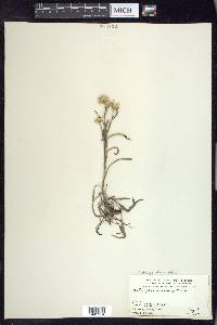 Solidago ptarmicoides image