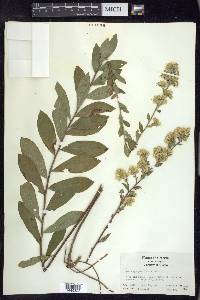 Solidago petiolaris image