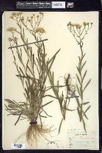 Solidago ptarmicoides image