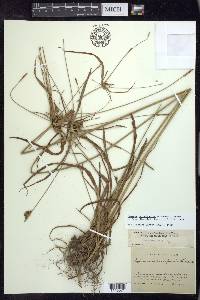 Cyperus retrofractus image