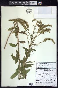 Solidago rugosa var. rugosa image