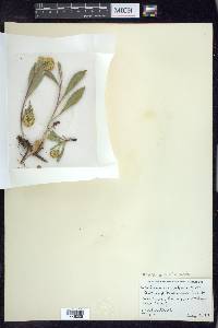 Solidago multiradiata image