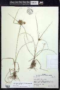 Cyperus retroflexus image