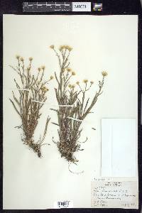 Solidago ptarmicoides image