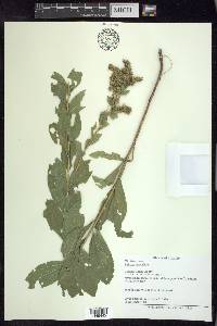 Solidago radula image