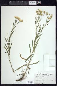 Solidago ptarmicoides image