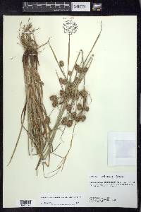 Cyperus retrorsus image