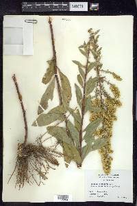 Solidago petiolaris image