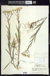 Solidago ptarmicoides image