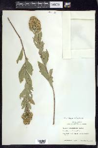 Solidago petiolaris image